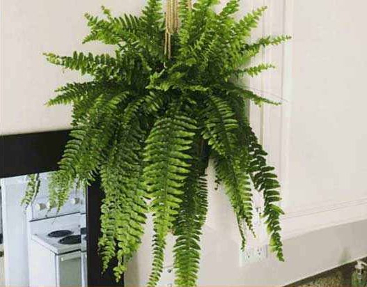 گیاهان آویزی,منزل شما را سبزتر می‌کنندHanging plants make your home greener
مجموعه تولیدی سیدوس تولید کننده گلدان پلاستیکی اعم از گلدان استوانه ای وگلدان الماسی,گلدان باکس ,و... با بیش از 120مدل گلدان پلاستیکی سیدوس