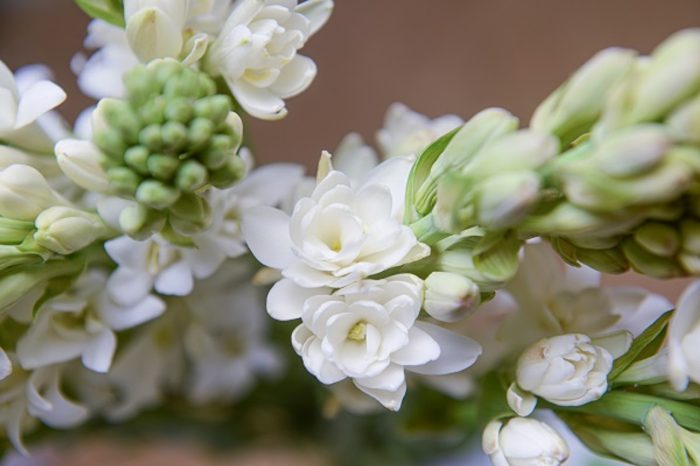 گل مریم که با نام علمی “Polianthes tuberosa” شناخته می‌شود، یکی از گیاهان زیبا و خوشبو از تیره نرگسیان است.مجموعه تولیدی سیدوس ,تولید کننده گلدان پلاستیکی سیدوس ,بیش از 120نوع, اعم از گلدان استوانه ای پلاستیکی سیدوس,گلدان الماسی پلاستیکی سیدوس,گلدان مربعی پلاستیکی,گلدان مثلثی پلاستیکی,گلدان گرد پلاستیکی ,باکس مستطیلی,در اندازه های کاکتوسی تا درختچه ای