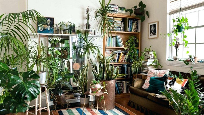 بیماری های رایج گیاهان آپارتمانیCommon houseplant diseases مجموعه تولیدی سیدوس ,تولید کننده گلدان پلاستیکی سیدوس ,بیش از 120نوع, اعم از گلدان استوانه ای پلاستیکی سیدوس,گلدان الماسی پلاستیکی سیدوس,گلدان مربعی پلاستیکی,گلدان مثلثی پلاستیکی,گلدان گرد پلاستیکی ,باکس مستطیلی,در اندازه های کاکتوسی تا درختچه ای