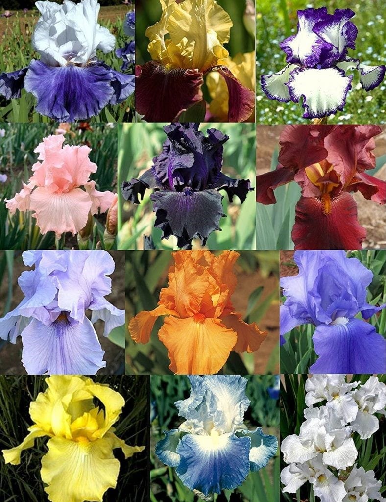 گل زنبق وحشی (Fairy Iris)نام علمی: (Dietes grandiflora)