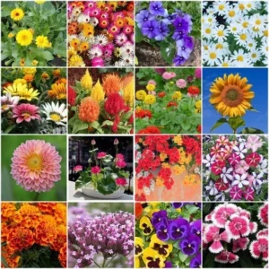 6 گل پائیزی مناسب حیاط وآپارتمان