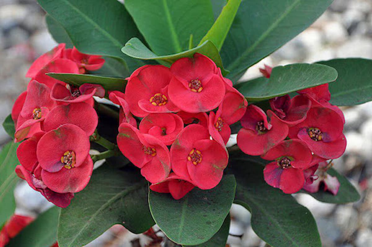 گل فرفیون یا مرجان؛ گیاهی با عمر طولانیEuphorbiaceae
نام علمي	Euphorbia rigida
مجموعه تولیدی سیدوس تولید کننده گلدان پلاستیکی سیدوس