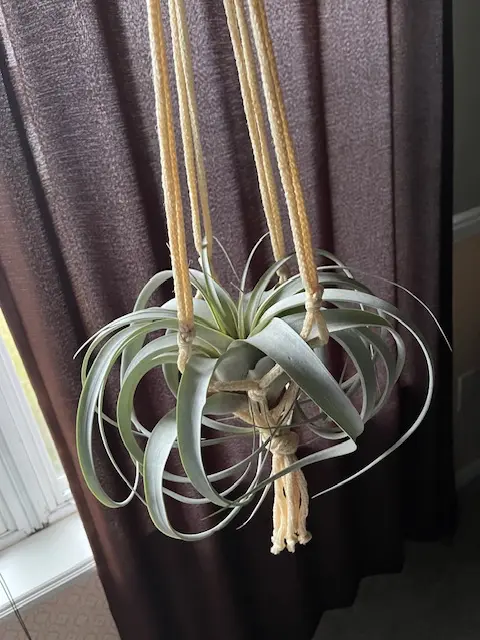 تیلاندسیا ژروگرافیکا( گیاه هوازی)(Tillandsia Xerographica)تیلاندسیا ژروگرافیکا( گیاه هوازی)(Tillandsia Xerographica) مجموعه تولیدی سیدوس ,تولید کننده گلدان پلاستیکی سیدوس ,بیش از 120نوع, اعم از گلدان استوانه ای پلاستیکی سیدوس,گلدان الماسی پلاستیکی سیدوس,گلدان مربعی پلاستیکی,گلدان مثلثی پلاستیکی,گلدان گرد پلاستیکی ,باکس مستطیلی,در اندازه های کاکتوسی تا درختچه ای