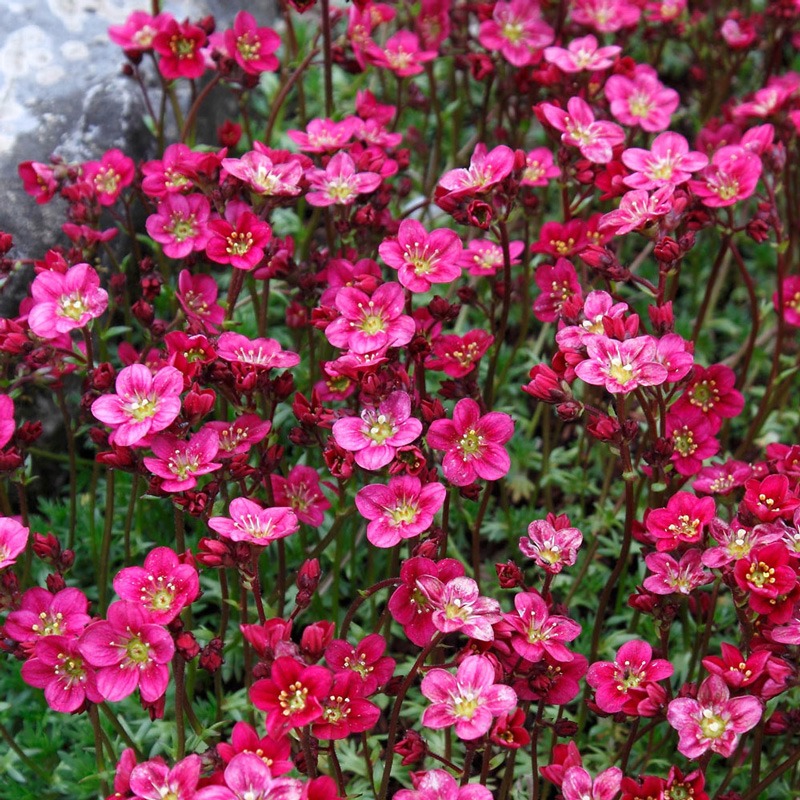 گل ساکسی فراژ (Purple Mountain Saxifrage)نام علمی: (Saxifrage oppositifolia)