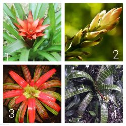 گل گازمانیا Guzmania lingulata Bromeliadaceae مجموعه تولیدی سیدوس تولید کننده گلدان پلاستیکی سیدوس