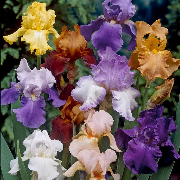 زنبق یا چمبک (به انگلیسی: Iris )، یک سرده با ۳۰۰–۲۶۰ گونه از گیاهان گلدار با گلهای جلوه‌گر است. معمولاً در خاک‌های خنثی یا قلیایی و سبک و قابل نفوذ رشد می‌نماید. گل آذین زنبق معمولاً گرزن یک سویه یا سنبله یا خوشه‌ای است.