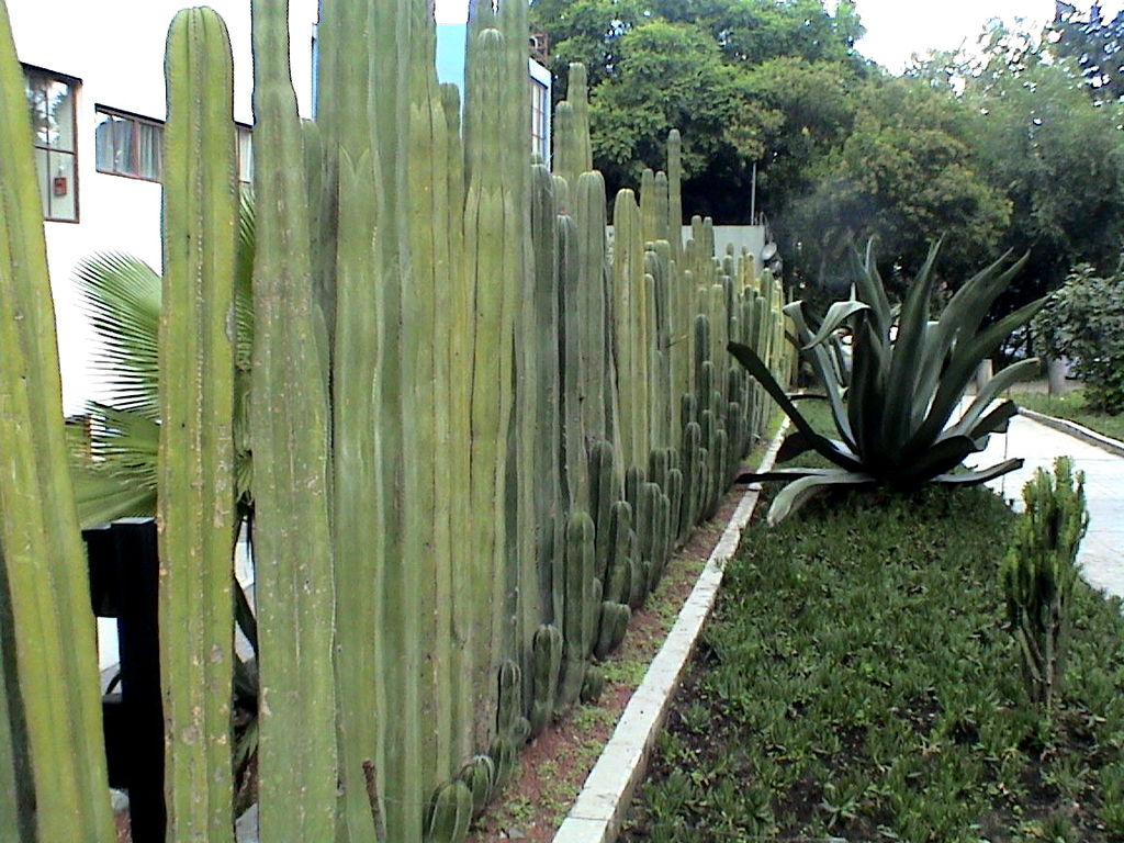 گیاهان بلند قامت مناسب حفظ حریم خصوصی Tall plants for privacy
مجموعه تولیدی سیدوس ,تولید کننده گلدان پلاستیکی سیدوس ,بیش از 120نوع, اعم از گلدان استوانه ای پلاستیکی سیدوس,گلدان الماسی پلاستیکی سیدوس,گلدان مربعی پلاستیکی,گلدان مثلثی پلاستیکی,گلدان گرد پلاستیکی ,باکس مستطیلی,در اندازه های کاکتوسی تا درختچه ای. کاکتوس