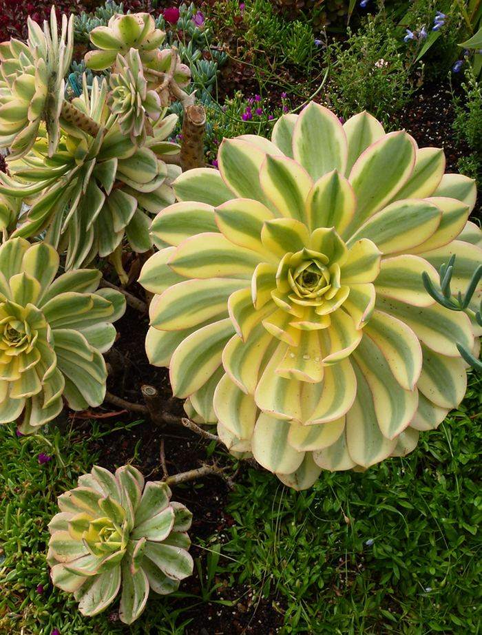 گیاه آئونیوم وراهنمای کامل نگهداری از آن Aeonium plant and a complete guide to its care گلدان پلاستیکی Plastic pot, plastic vase مجموعه تولیدی سیدوس ,تولید کننده گلدان پلاستیکی سیدوس ,بیش از 120نوع, اعم از گلدان استوانه ای پلاستیکی سیدوس,گلدان الماسی پلاستیکی سیدوس,گلدان مربعی پلاستیکی,گلدان مثلثی پلاستیکی,گلدان گرد پلاستیکی ,باکس مستطیلی,در اندازه های کاکتوسی تا درختچه ای