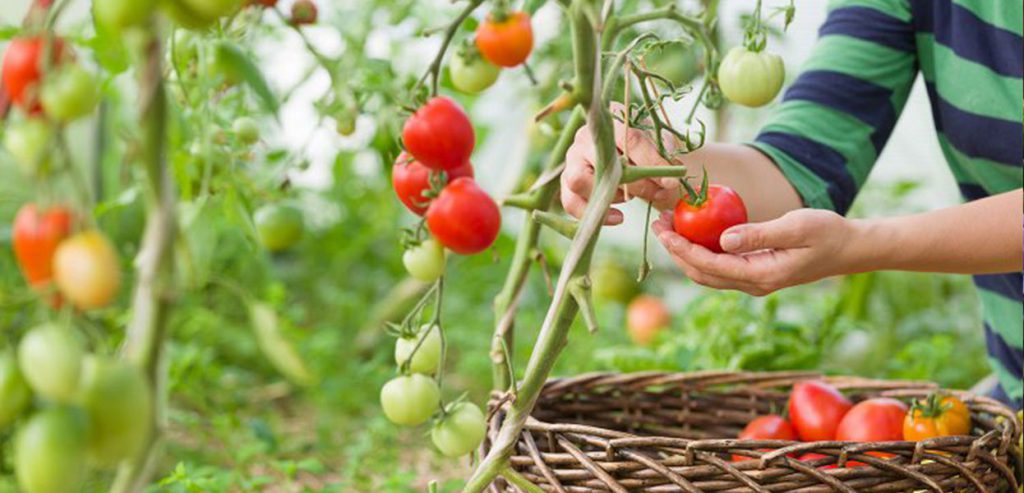 جوش شیرین واستفاده از آن در باغبانی (20مورد)Baking soda and its uses in gardening (20 cases)
مجموعه تولیدی سیدوس ,تولید کننده گلدان پلاستیکی سیدوس ,بیش از 120نوع, اعم از گلدان استوانه ای پلاستیکی سیدوس,گلدان الماسی پلاستیکی سیدوس,گلدان مربعی پلاستیکی,گلدان مثلثی پلاستیکی,گلدان گرد پلاستیکی ,باکس مستطیلی,در اندازه های کاکتوسی تا درختچه ای