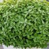 ریحان وکاشت این سبزی خوش عطر در گلدان وباغچه