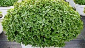 ریحان وکاشت این سبزی خوش عطر در گلدان وباغچه(5گونه)