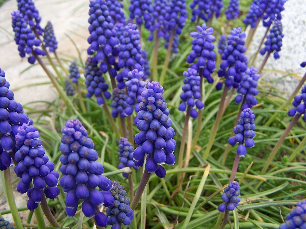 گل کلاغک (Grape Hyacinth)نام علمی: (Muscari armeniacum)