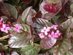 گیاه پسودرانتموم (Pseuderanthemum) مجموعه تولیدی سیدوس ,تولید کننده گلدان پلاستیکی سیدوس ,بیش از 120نوع, اعم از گلدان استوانه ای پلاستیکی سیدوس,گلدان الماسی پلاستیکی سیدوس,گلدان مربعی پلاستیکی,گلدان مثلثی پلاستیکی,گلدان گرد پلاستیکی ,باکس مستطیلی,در اندازه های کاکتوسی تا درختچه ای