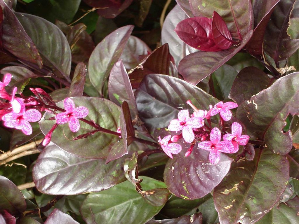گیاه پسودرانتموم (Pseuderanthemum) مجموعه تولیدی سیدوس ,تولید کننده گلدان پلاستیکی سیدوس ,بیش از 120نوع, اعم از گلدان استوانه ای پلاستیکی سیدوس,گلدان الماسی پلاستیکی سیدوس,گلدان مربعی پلاستیکی,گلدان مثلثی پلاستیکی,گلدان گرد پلاستیکی ,باکس مستطیلی,در اندازه های کاکتوسی تا درختچه ای