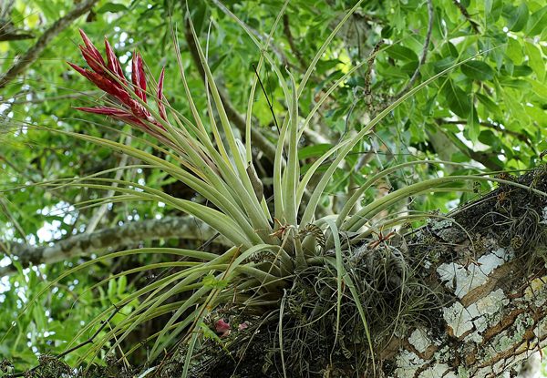 گیاه تیلاندسیا؛ گیاهی همیشه سبز و گل‌دار Tillandsia گیاه گل‌دار، همیشه‌سبز و چند‌ساله از خانواده Bromeliaceae یعنی آناناسیان است. مجموعه تولیدی سیدوس تولید کننده گلدان پلاستیکی سیدوس