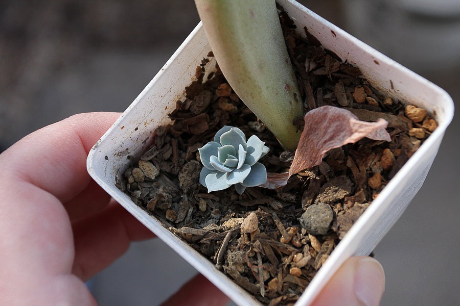 ساکولنت و2روش تکثیر آنSucculents and 2 methods of propagation
مجموعه تولیدی سیدوس ,تولید کننده گلدان پلاستیکی سیدوس ,بیش از 120نوع, اعم از گلدان استوانه ای پلاستیکی سیدوس,گلدان الماسی پلاستیکی سیدوس,گلدان مربعی پلاستیکی,گلدان مثلثی پلاستیکی,گلدان گرد پلاستیکی ,باکس مستطیلی,در اندازه های کاکتوسی تا درختچه ای