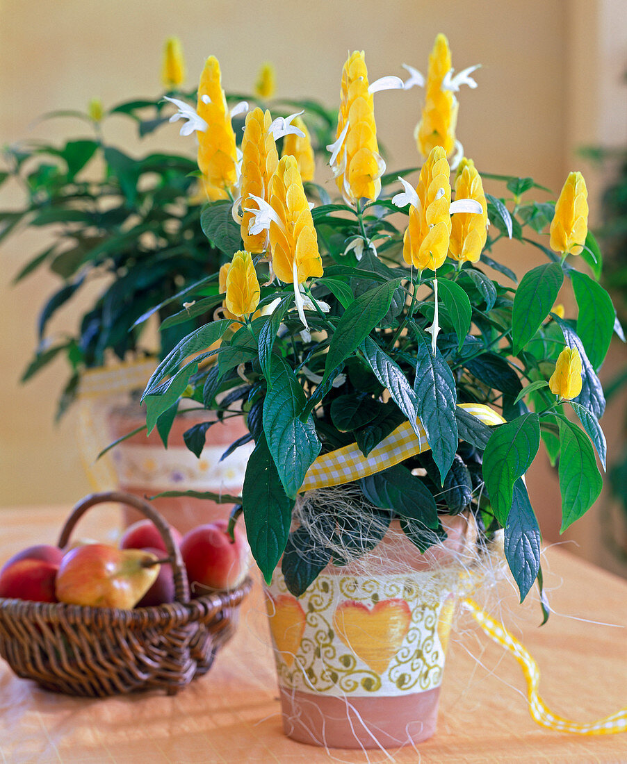 گل پاچی استاچییاگل مشعلی زرد نام علمي Pachystachys Lutea خانواده Acanthaceae مجموعه تولیدی سیدوس ,تولید کننده گلدان پلاستیکی سیدوس