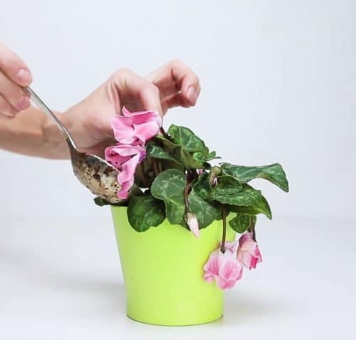 احیای گیاهان آپارتمانی پژمرده با کود خانگیRevive wilted houseplants with homemade fertilizer
مجموعه تولیدی سیدوس ,تولید کننده گلدان پلاستیکی سیدوس ,بیش از 120نوع, اعم از گلدان استوانه ای پلاستیکی سیدوس,گلدان الماسی پلاستیکی سیدوس,گلدان مربعی پلاستیکی,گلدان مثلثی پلاستیکی,گلدان گرد پلاستیکی ,باکس مستطیلی,در اندازه های کاکتوسی تا درختچه ای