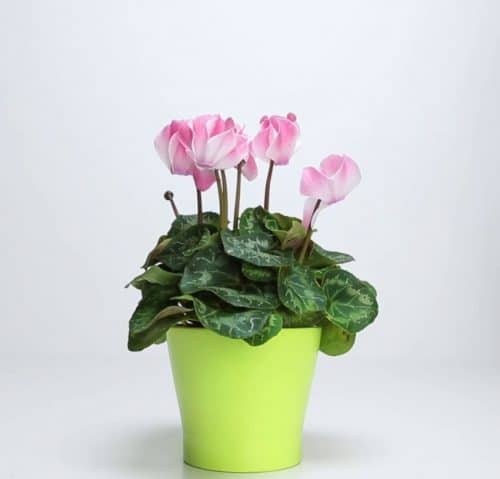 احیای گیاهان آپارتمانی پژمرده با کود خانگیRevive wilted houseplants with homemade fertilizer
مجموعه تولیدی سیدوس ,تولید کننده گلدان پلاستیکی سیدوس ,بیش از 120نوع, اعم از گلدان استوانه ای پلاستیکی سیدوس,گلدان الماسی پلاستیکی سیدوس,گلدان مربعی پلاستیکی,گلدان مثلثی پلاستیکی,گلدان گرد پلاستیکی ,باکس مستطیلی,در اندازه های کاکتوسی تا درختچه ای