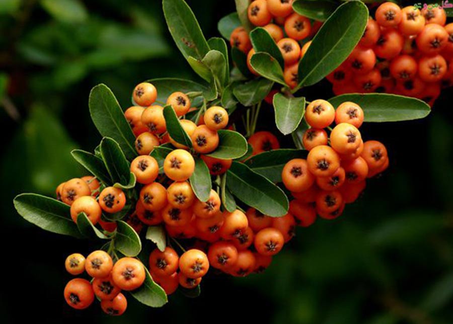  گیاه پیراکانتا با نام علمی Pyracantha Coccinea از خانواده Rosaceaeمجموعه تولیدی سیدوس ,تولید کننده گلدان پلاستیکی سیدوس ,بیش از 120نوع, اعم از گلدان استوانه ای پلاستیکی سیدوس,گلدان الماسی پلاستیکی سیدوس,گلدان مربعی پلاستیکی,گلدان مثلثی پلاستیکی,گلدان گرد پلاستیکی ,باکس مستطیلی,در اندازه های کاکتوسی تا درختچه ای