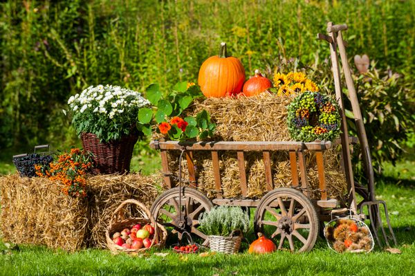 گل و گیاهان پاییزی برای علاقه مندان پاییزAutumn flowers and
 plants for autumn lovers
مجموعه تولیدی سیدوس ,تولید کننده گلدان پلاستیکی سیدوس ,بیش از 120نوع, اعم از گلدان استوانه ای پلاستیکی سیدوس,گلدان الماسی پلاستیکی سیدوس,گلدان مربعی پلاستیکی,گلدان مثلثی پلاستیکی,گلدان گرد پلاستیکی ,باکس مستطیلی,در اندازه های کاکتوسی تا درختچه ای