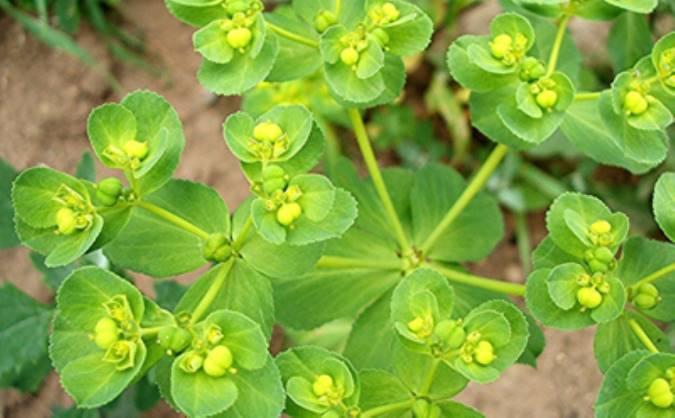 گل فرفیون یا مرجان؛ گیاهی با عمر طولانیEuphorbiaceae
نام علمي	Euphorbia rigida
مجموعه تولیدی سیدوس تولید کننده گلدان پلاستیکی سیدوس