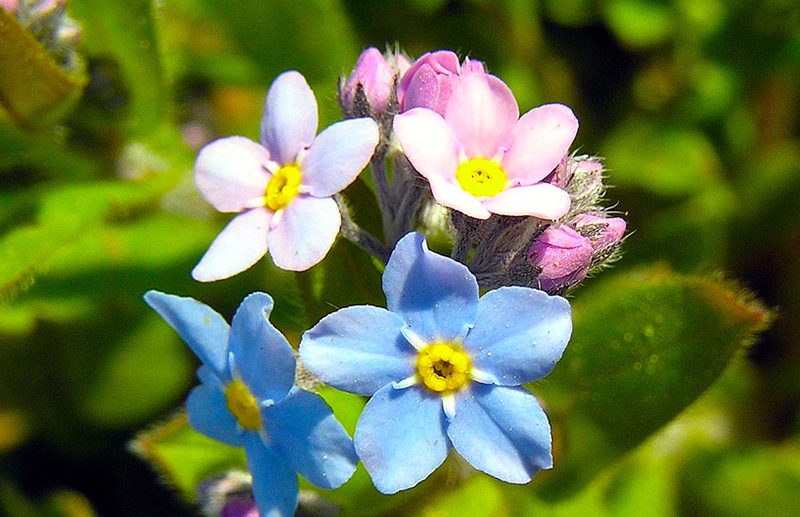 فراموشم مکن (نام علمی: Myosotis) مجموعه تولیدی سیدوس , تولید کننده گلدان پلاستیکی سیدوس