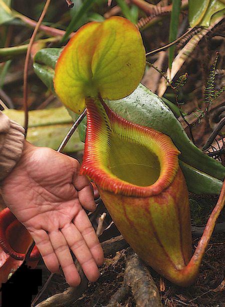 گیاهان گوشتخوار (Carnivorous plant) مجموعه تولیدی سیدوس ,تولید کننده گلدان پلاستیکی سیدوس