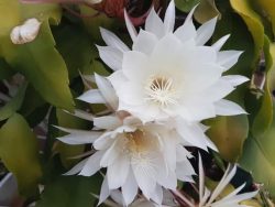 گل سرئوس CEREUS گل سرئوس یکی از قدیمی‌ترین کاکتوس‌های تزئینی است که فرم بدنه آن ستونی کشیده بوده و رنگ‌های مختلفی از جمله سبز، سبز خاکستری و سبزآبی دارد. این گیاه معمولا تا ارتفاع ۱۶ متر رشد می‌کند. خارهای این نوع گیاه، معمولا به رنگ سفید، زرد، قرمز و سیاه هستند. مجموعه تولیدی سیدوس ,تولید کننده مجموعه محصولات پلاستیکی مانند گلدان پلاستیکی سیدوس