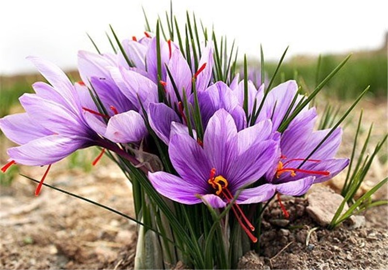 گل زعفران چیست و چه کاربردی دارد؟ گل زعفران، گیاهی از تیره زنبقیان است با نام علمی Crocus sativus شناخته می‌شود. ارتفاع گل زعفران حدود ۱۰ تا ۳۰ سانتی‌متر است. گل زعفران در پاییز شکوفا می‌شود و عطر شیرینی مانند بوی عسل دارد.