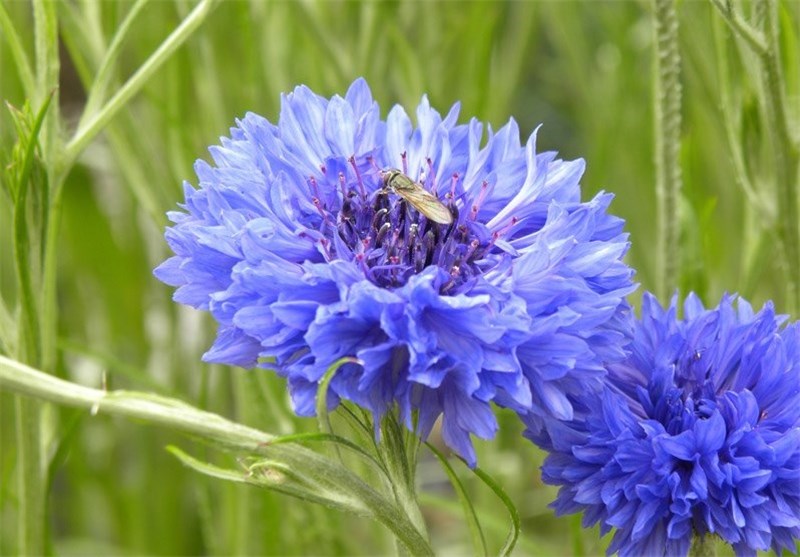 گل گندم (Centaurea cyanus)مجموعه تولیدی سیدوس ,تولید کننده گلدان پلاستیکی سیدوس