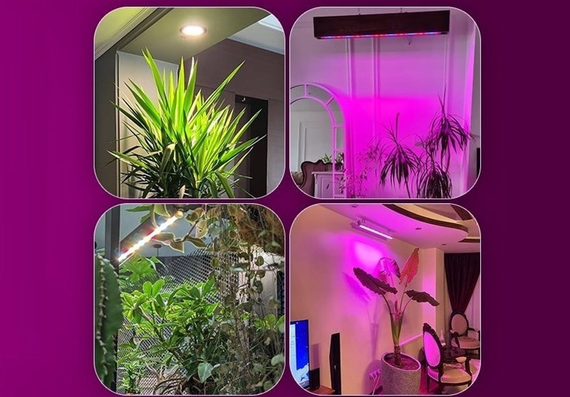 نور مصنوعی برای گیاه آپارتمانیArtificial light for houseplants
مجموعه تولیدی سیدوس ,تولید کننده گلدان پلاستیکی سیدوس ,بیش از 120نوع, اعم از گلدان استوانه ای پلاستیکی سیدوس,گلدان الماسی پلاستیکی سیدوس,گلدان مربعی پلاستیکی,گلدان مثلثی پلاستیکی,گلدان گرد پلاستیکی ,باکس مستطیلی,در اندازه های کاکتوسی تا درختچه ای