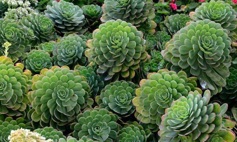 ساکولنت های مشهور Famous succulents مجموعه تولیدی سیدوس ,تولید کننده گلدان پلاستیکی سیدوس ,بیش از 120نوع, اعم از گلدان استوانه ای پلاستیکی سیدوس,گلدان الماسی پلاستیکی سیدوس,گلدان مربعی پلاستیکی,گلدان مثلثی پلاستیکی,گلدان گرد پلاستیکی ,باکس مستطیلی,در اندازه های کاکتوسی تا درختچه ای