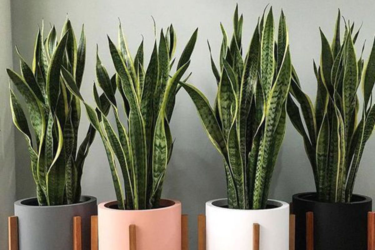 سانسوریا و8علت لوله شدن برگ آن Sansevieria and 8 reasons why its leaves curl مجموعه تولیدی سیدوس ,تولید کننده گلدان پلاستیکی سیدوس ,بیش از 120نوع, اعم از گلدان استوانه ای پلاستیکی سیدوس,گلدان الماسی پلاستیکی سیدوس,گلدان مربعی پلاستیکی,گلدان مثلثی پلاستیکی,گلدان گرد پلاستیکی ,باکس مستطیلی,در اندازه های کاکتوسی تا درختچه ای