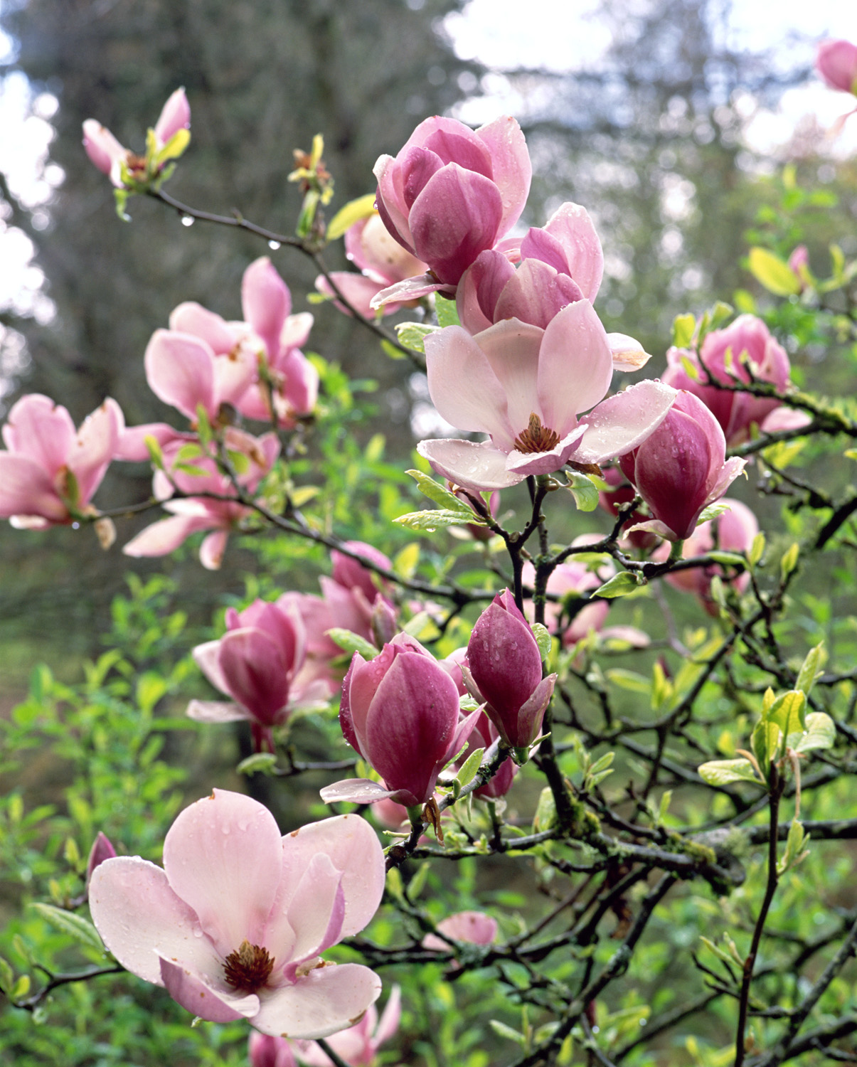 گل ماگنولیا(Magnolia) گلدان پلاستیکی سیدوسَ