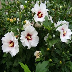 گل ختمی و20خاصیت آن Marshmallow flower and its 20 properties مجموعه تولیدی سیدوس , تولید کننده گلدان پلاستیکی سیدوس