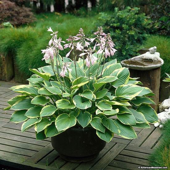 گیاه هوستا (Plantain Lily)نام علمی: (Hosta sieboldiana)