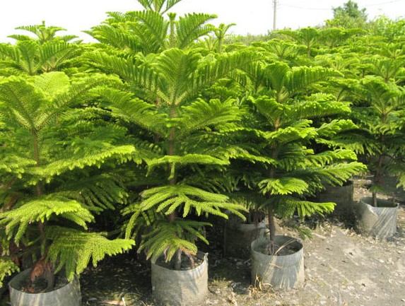 کاج مطبق (آروکاریا) با نام علمی Araucaria excelsa از خانواده  Araucariaceae  مجموعه تولیدی سیدوس ,تولید کننده گلدان پلاستیکی سیدوس ,بیش از 120نوع, اعم از گلدان استوانه ای پلاستیکی سیدوس,گلدان الماسی پلاستیکی سیدوس,گلدان مربعی پلاستیکی,گلدان مثلثی پلاستیکی,گلدان گرد پلاستیکی ,باکس مستطیلی,در اندازه های کاکتوسی تا درختچه ای