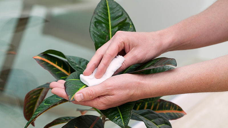 برگ گیاهان آپارتمانی را با شیر براق کنیم.Shine the leaves of houseplants with milk.
مجموعه تولیدی سیدوس ,تولید کننده گلدان پلاستیکی سیدوس ,بیش از 120نوع, اعم از گلدان استوانه ای پلاستیکی سیدوس,گلدان الماسی پلاستیکی سیدوس,گلدان مربعی پلاستیکی,گلدان مثلثی پلاستیکی,گلدان گرد پلاستیکی ,باکس مستطیلی,در اندازه های کاکتوسی تا درختچه ای