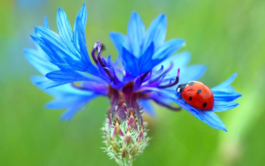 گل گندم (Centaurea cyanus)مجموعه تولیدی سیدوس ,تولید کننده گلدان پلاستیکی سیدوس