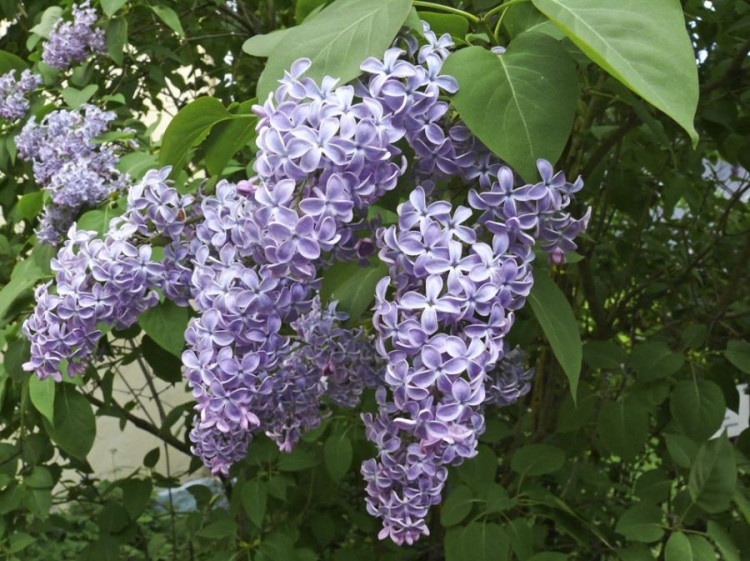 گل یاس خوشه‌ای (Common Lilac)نام علمی: (Syringa vulgaris)