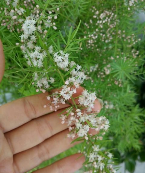 گل شویدی با نام علمی  Asparagus densiflorus متعلق به خانواده ی Asparagaceae می باشد. مجموعه تولیدی سیدوس,تولید کننده گلدان پلاستیکی سیدوس