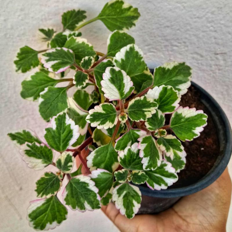 گل پلکترانتوس از خانواده ی گلدانی های Euphorbiaceae است و در مناطق گرمسیری مانند آمریکای جنوبی ، آفریقای مرکزی و آسیای جنوب شرقی پرورش می یابد. نام علمی این گیاه Plectranthus scutellarioides  اما در عموم به اسم coleus شناخته می‌شود.مجموعه تولیدی سیدوس تولید کننده گلدان پلاستیکی سیدوس