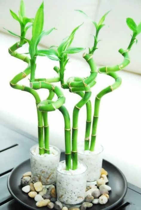 گیاه بامبو وطریقه پیچ دادن آنBamboo plant and how to twist it
مجموعه تولیدی سیدوس ,تولید کننده گلدان پلاستیکی سیدوس ,بیش از 120نوع, اعم از گلدان استوانه ای پلاستیکی سیدوس,گلدان الماسی پلاستیکی سیدوس,گلدان مربعی پلاستیکی,گلدان مثلثی پلاستیکی,گلدان گرد پلاستیکی ,باکس مستطیلی,در اندازه های کاکتوسی تا درختچه ای