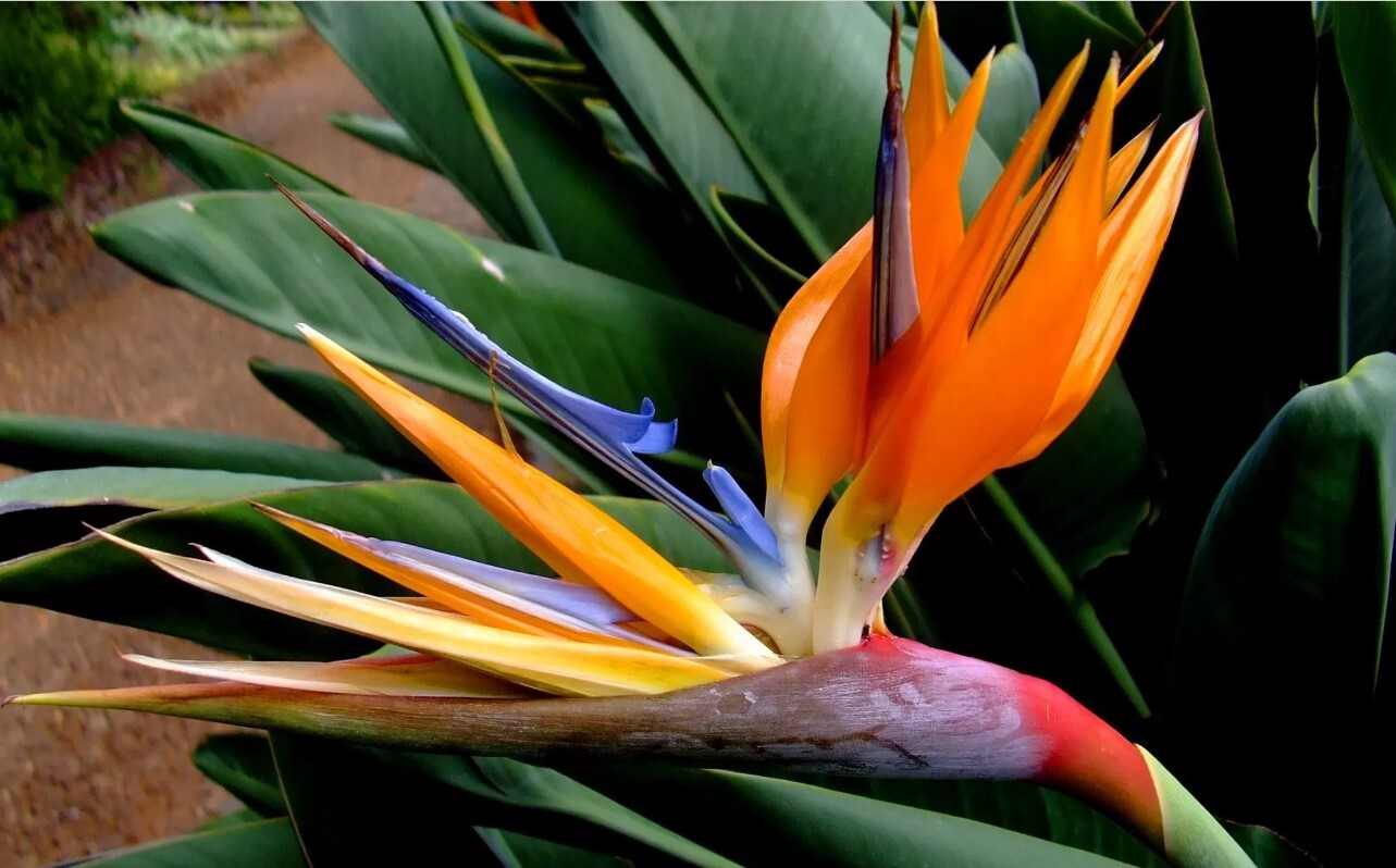 پرنده بهشتی یا استرلیتزیا (Strelitzia Reginae) مجموعه تولیدی سیدوس ,تولید کننده گلدان پلاستیکی سیدوس