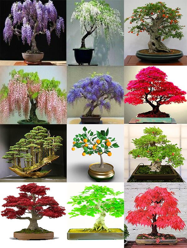بونسای چیست؟تاریخچه بونسای وانواع آن What is bonsai? History of bonsai and its types مجموعه تولیدی سیدوس ,تولید کننده گلدان پلاستیکی سیدوس ,بیش از 120نوع, اعم از گلدان استوانه ای پلاستیکی سیدوس,گلدان الماسی پلاستیکی سیدوس,گلدان مربعی پلاستیکی,گلدان مثلثی پلاستیکی,گلدان گرد پلاستیکی ,باکس مستطیلی,در اندازه های کاکتوسی تا درختچه ای