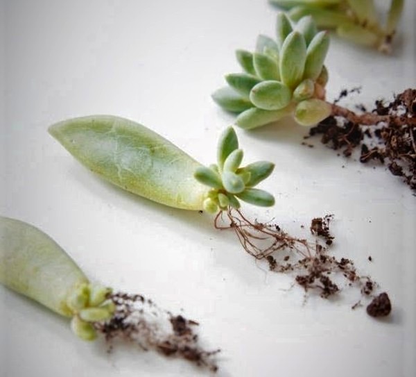 ساکولنت و2روش تکثیر آنSucculents and 2 methods of propagation
مجموعه تولیدی سیدوس ,تولید کننده گلدان پلاستیکی سیدوس ,بیش از 120نوع, اعم از گلدان استوانه ای پلاستیکی سیدوس,گلدان الماسی پلاستیکی سیدوس,گلدان مربعی پلاستیکی,گلدان مثلثی پلاستیکی,گلدان گرد پلاستیکی ,باکس مستطیلی,در اندازه های کاکتوسی تا درختچه ای