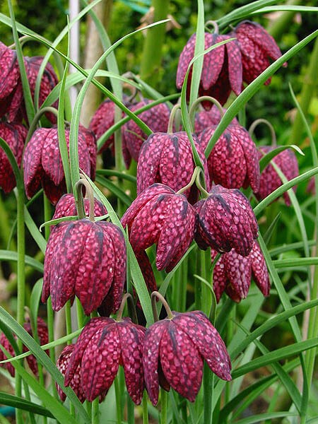 لالهٔ واژگون قوزی یا گل سرنگون قوزی (نام علمی: Fritillaria gibbosa) یکی از گونه‌های لاله واژگون است.مجموعه تولیدی سیدوس ,تولید کننده گلدان پلاستیکی سیدوس