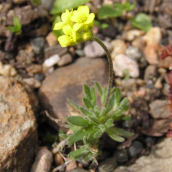 lepidium draba ,گل اُزمک مجموعه تولیدی سیدوس ,تولید کننده گلدان پلاستیکی سیدوس