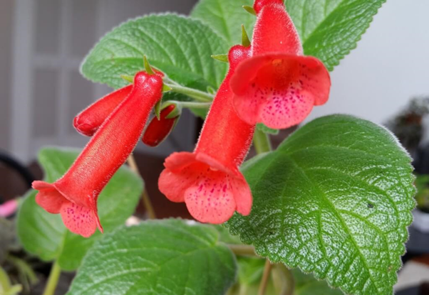 گل کاردینالنام علمی	Sinningia cardinalis
گل کاردینال از خانواده	Gesneriaceae
مجموعه تولیدی سیدوس تولید کننده گلدان پلاستیکی سیدوس